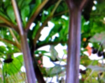 AMORPHOPHALLUS KONJAC "NIGHTSTICK" 1 Small Bulb (Voodoo Lily)