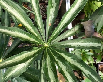 10 ARISAEMA CONSANGUINEUM ‘Silver Center’ Seeds-Himalayan Cobra Lily