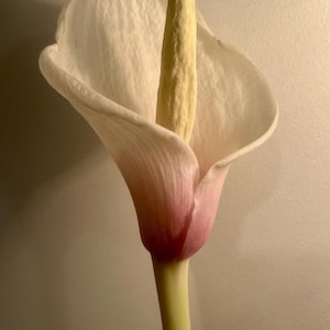 May include: A close-up of a calla lily flower. The flower has a white petal with a pink gradient at the base. The center is a yellow spadix, and the stem is a pale yellow-green.