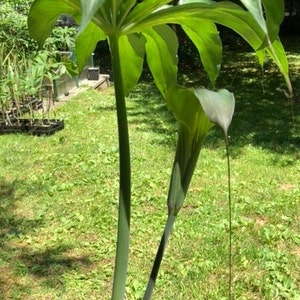 ARISAEMA CONSANGUINEUM Silver Center Himalayan Cobra Lily Flowering Bulbs 3/4 to 1 3/8 Diameter, 1/16 oz. to 5/8 oz. image 3