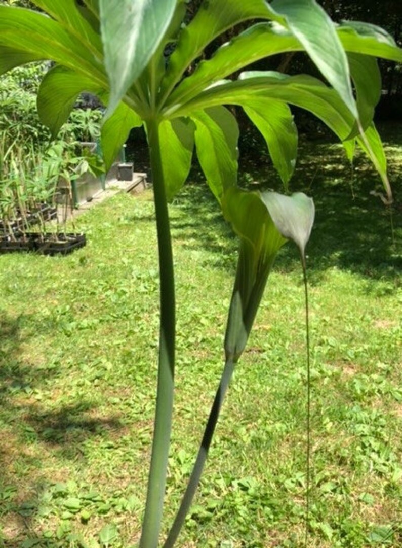 ARISAEMA CONSANGUINEUM Silver Center Himalayan Cobra Lily Flowering Bulbs 3/4 to 1 3/8 Diameter, 1/16 oz. to 5/8 oz. image 3