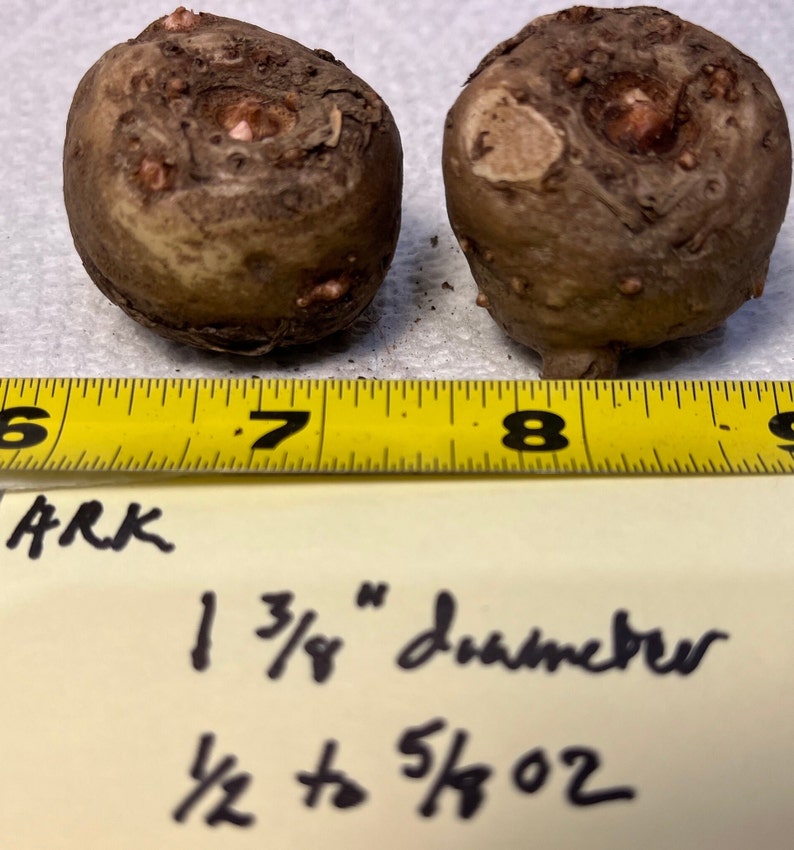 2 AMORPHOPHALLUS RIVIERI KONJAC Bulbs, 1 3/8 diameter, 5/8 oz. to 3/4 diameter, 1/16 oz. Voodoo Lily, Devil's Tongue, Snake Plant image 2