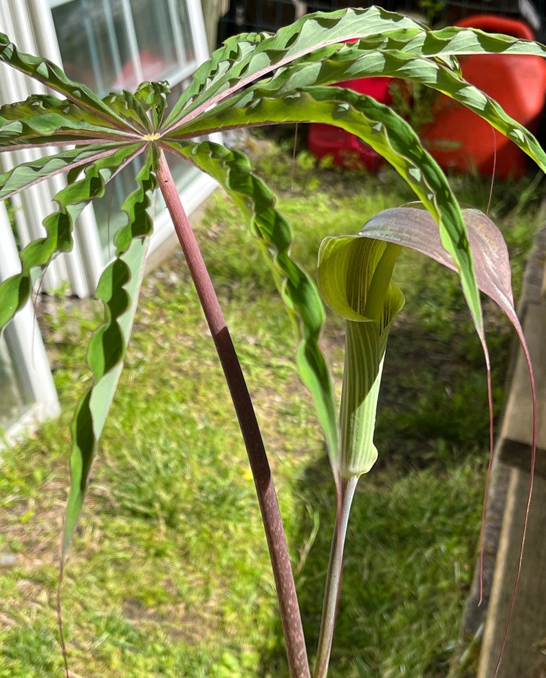 ARISAEMA CONSANGUINEUM Himalayan Cobra Lily Flowering Bulbs 3/4 to 1 1/2 diameter. 1/16 oz. to 3/4 oz. image 9