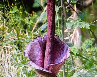 2 AMORPHOPHALLUS RIVIERI KONJAC Bulbs, 1 3/8" diameter, 5/8 oz. to 3/4" diameter, 1/16 oz. (Voodoo Lily, Devil's Tongue, Snake Plant)