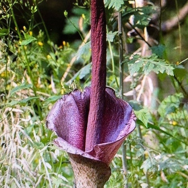 2 AMORPHOPHALLUS RIVIERI KONJAC Bulbs, 1 3/8" diameter, 5/8 oz. to 3/4" diameter, 1/16 oz. (Voodoo Lily, Devil's Tongue, Snake Plant)