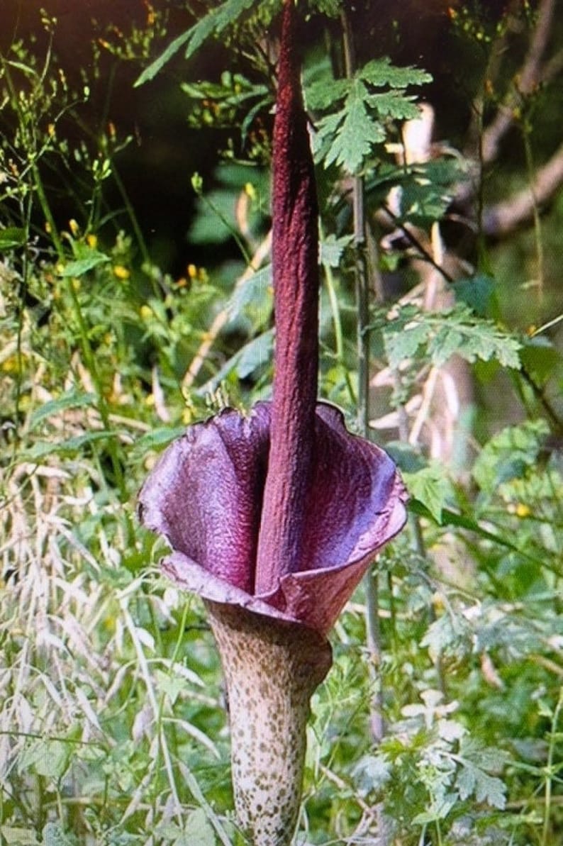 2 AMORPHOPHALLUS RIVIERI KONJAC Bulbs, 1 3/8 diameter, 5/8 oz. to 3/4 diameter, 1/16 oz. Voodoo Lily, Devil's Tongue, Snake Plant image 1