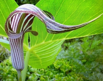 10 ARISAEMA FARGESII Seeds -Farges's Cobra Lily
