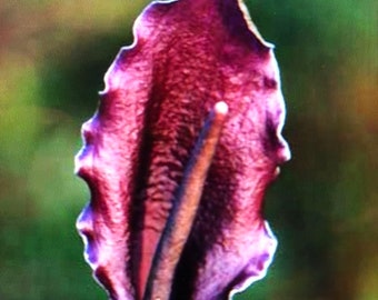 TYPHONIUM (SAUROMATUM) GIGANTEUM -Giant Voodoo Lily Bulbs (Amorphophallus relative)