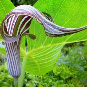 ARISAEMA FARGESII Cobra Lily Bulb 3 1/4 to 3/4in diameter, 3 1/4 oz. to 1/16 oz. image 9