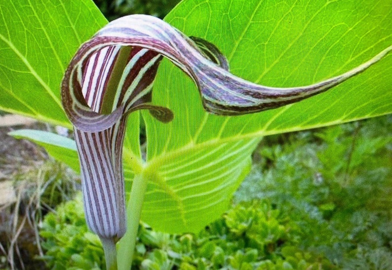 ARISAEMA FARGESII Cobra Lily Bulb 3 1/4 to 3/4in diameter, 3 1/4 oz. to 1/16 oz. image 9