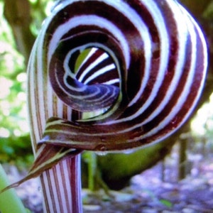 ARISAEMA FARGESII Cobra Lily Bulb 3 1/4 to 3/4in diameter, 3 1/4 oz. to 1/16 oz. image 1