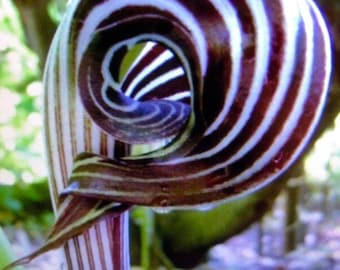 ARISAEMA FARGESII - 1 Cobra Lily Bulb with Growing Shoot and Strong Root System. Limited One Week Offer!