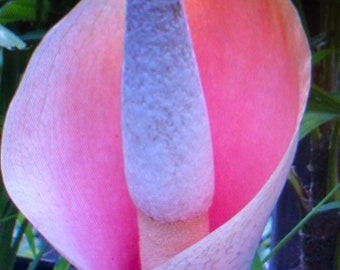 AMORPHOPHALLUS BULBIFER, Pink Voodoo Lily Bulbs -1/16 oz. to 2 7/8 oz.