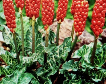 20 ARUM ITALICUM -Fresh Seed (Italian Arum, Lords and Ladies) -Amorphophallus and Arisaema relative