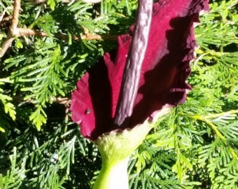 30 DRACUNCULUS VULGARIS Seeds -Dragon Lily or Arum, Viagra Lily (Amorphophallus Relative)