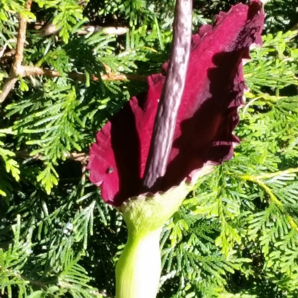 30 DRACUNCULUS VULGARIS Seeds -Dragon Lily or Arum, Viagra Lily (Amorphophallus Relative)