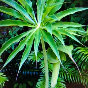 ARISAEMA CONSANGUINEUM Himalayan Cobra Lily Flowering Bulbs 3/4 to 1 1/2 diameter. 1/16 oz. to 3/4 oz. image 2