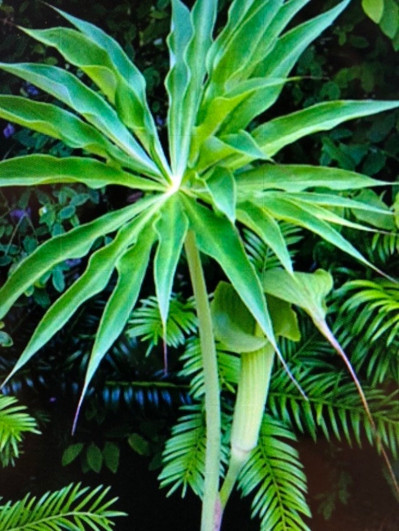 ARISAEMA CONSANGUINEUM Himalayan Cobra Lily Flowering Bulbs 3/4 to 1 1/2 diameter. 1/16 oz. to 3/4 oz. image 2