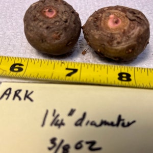 2 AMORPHOPHALLUS RIVIERI KONJAC Bulbs, 1 3/8 diameter, 5/8 oz. to 3/4 diameter, 1/16 oz. Voodoo Lily, Devil's Tongue, Snake Plant image 3