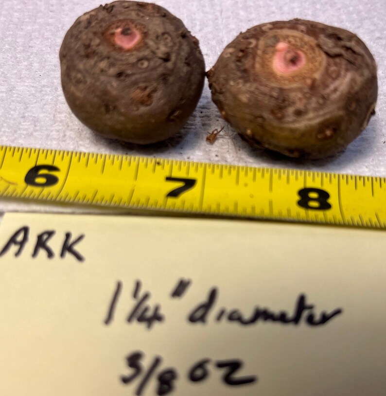 2 AMORPHOPHALLUS RIVIERI KONJAC Bulbs, 1 3/8 diameter, 5/8 oz. to 3/4 diameter, 1/16 oz. Voodoo Lily, Devil's Tongue, Snake Plant image 3