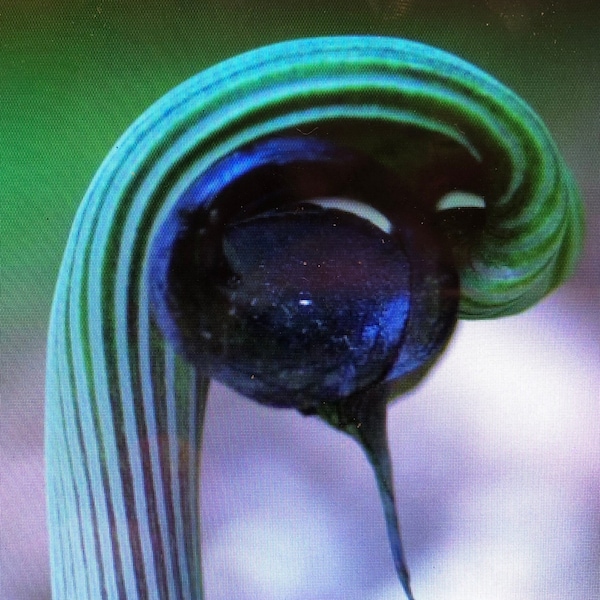 15 ARISAEMA RINGENS Seeds -Japanese Cobra Lily