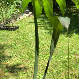 ARISAEMA CONSANGUINEUM Himalayan Cobra Lily Flowering Bulbs 3/4 to 1 1/2 diameter. 1/16 oz. to 3/4 oz. image 10