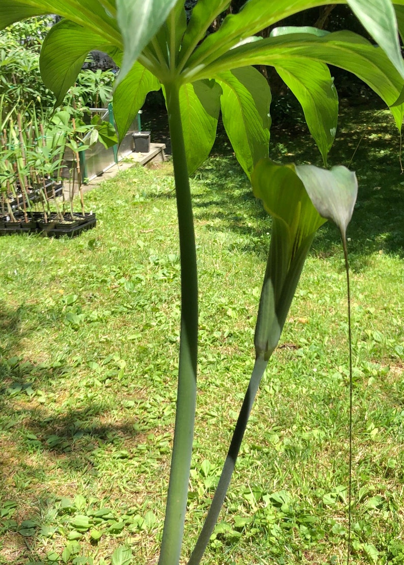 ARISAEMA CONSANGUINEUM Himalayan Cobra Lily Flowering Bulbs 3/4 to 1 1/2 diameter. 1/16 oz. to 3/4 oz. image 10