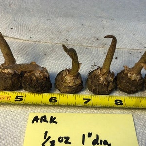 2 AMORPHOPHALLUS RIVIERI KONJAC Bulbs, 1 3/8 diameter, 5/8 oz. to 3/4 diameter, 1/16 oz. Voodoo Lily, Devil's Tongue, Snake Plant image 5
