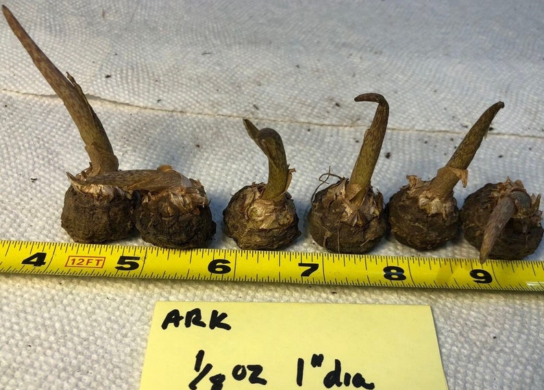 2 AMORPHOPHALLUS RIVIERI KONJAC Bulbs, 1 3/8 diameter, 5/8 oz. to 3/4 diameter, 1/16 oz. Voodoo Lily, Devil's Tongue, Snake Plant image 5