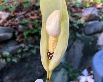 RARE AMORPHOPHALLUS THAIENSIS, Voodoo Lily, 1 Bulb, 1/2" to 1 3/4" diameter, 1/16 oz. to 5/8 oz. Sale!