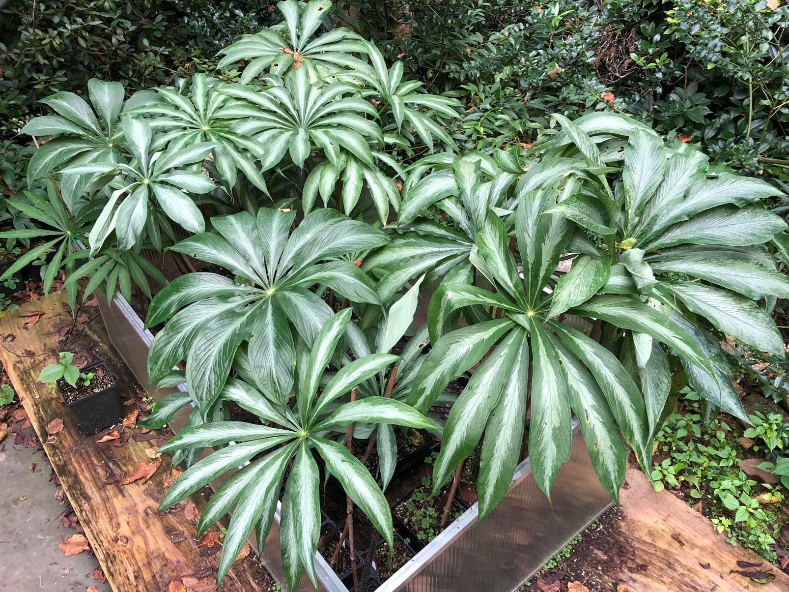 ARISAEMA CONSANGUINEUM 'silver Center' -himalayan Cobra Lily Bulbs