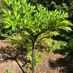 2 AMORPHOPHALLUS RIVIERI KONJAC Bulbs, 1 3/8 diameter, 5/8 oz. to 3/4 diameter, 1/16 oz. Voodoo Lily, Devil's Tongue, Snake Plant image 7