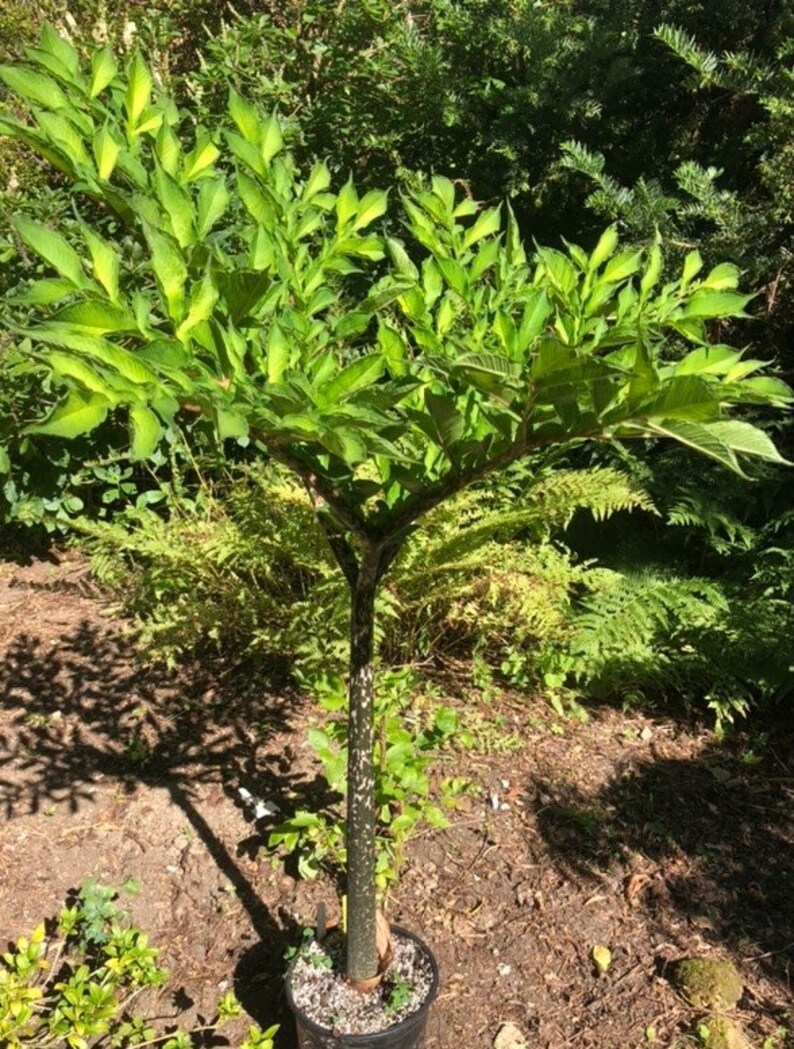 2 AMORPHOPHALLUS RIVIERI KONJAC Bulbs, 1 3/8 diameter, 5/8 oz. to 3/4 diameter, 1/16 oz. Voodoo Lily, Devil's Tongue, Snake Plant image 7