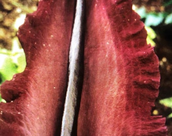 DRACUNCULUS VULGARIS -Sprouted and Rooted Bulb about to become a plant -Dragon Lily or Arum (Amorphophallus Relative)