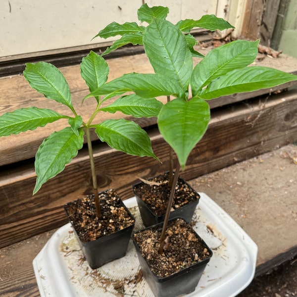 LIVE AMORPHOPHALLUS THAIENSIS Plants, (Voodoo Lily)