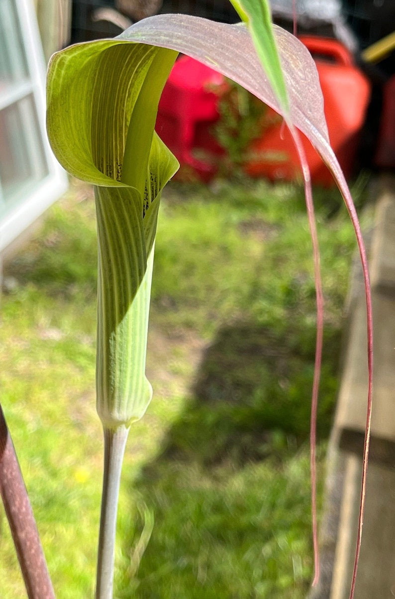 ARISAEMA CONSANGUINEUM Himalayan Cobra Lily Flowering Bulbs 3/4 to 1 1/2 diameter. 1/16 oz. to 3/4 oz. image 1