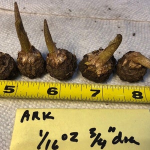 2 AMORPHOPHALLUS RIVIERI KONJAC Bulbs, 1 3/8 diameter, 5/8 oz. to 3/4 diameter, 1/16 oz. Voodoo Lily, Devil's Tongue, Snake Plant image 6