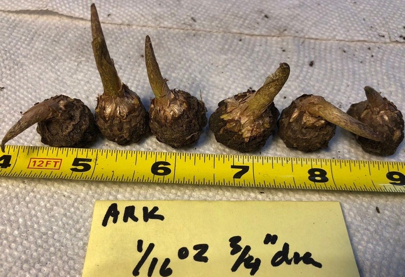 2 AMORPHOPHALLUS RIVIERI KONJAC Bulbs, 1 3/8 diameter, 5/8 oz. to 3/4 diameter, 1/16 oz. Voodoo Lily, Devil's Tongue, Snake Plant image 6