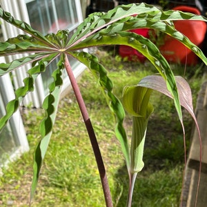 ARISAEMA CONSANGUINEUM Silver Center Himalayan Cobra Lily Flowering Bulbs 3/4 to 1 3/8 Diameter, 1/16 oz. to 5/8 oz. image 6