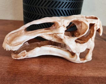 Edmontosaurus Replica Skull 3D Printed