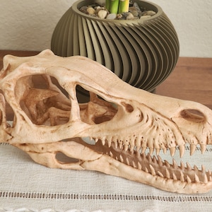 Velociraptor Replica Skull 3D Printed
