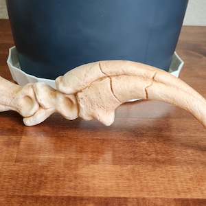 May include: A light brown dinosaur claw replica. The claw is curved and has a textured surface.