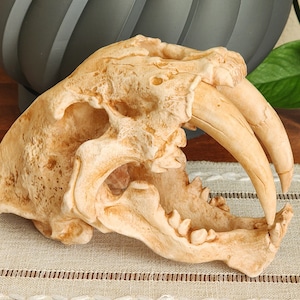 Saber-Toothed Cat Replica Skull 3D Printed