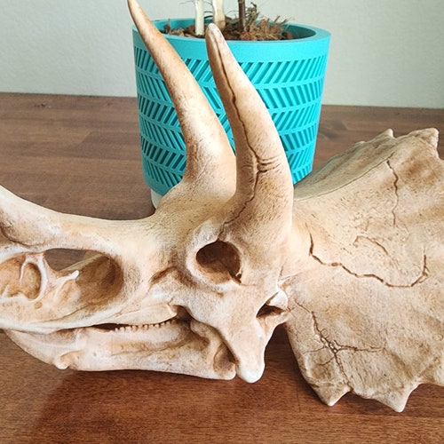 Réplique de crâne de tricératops imprimée en 3D