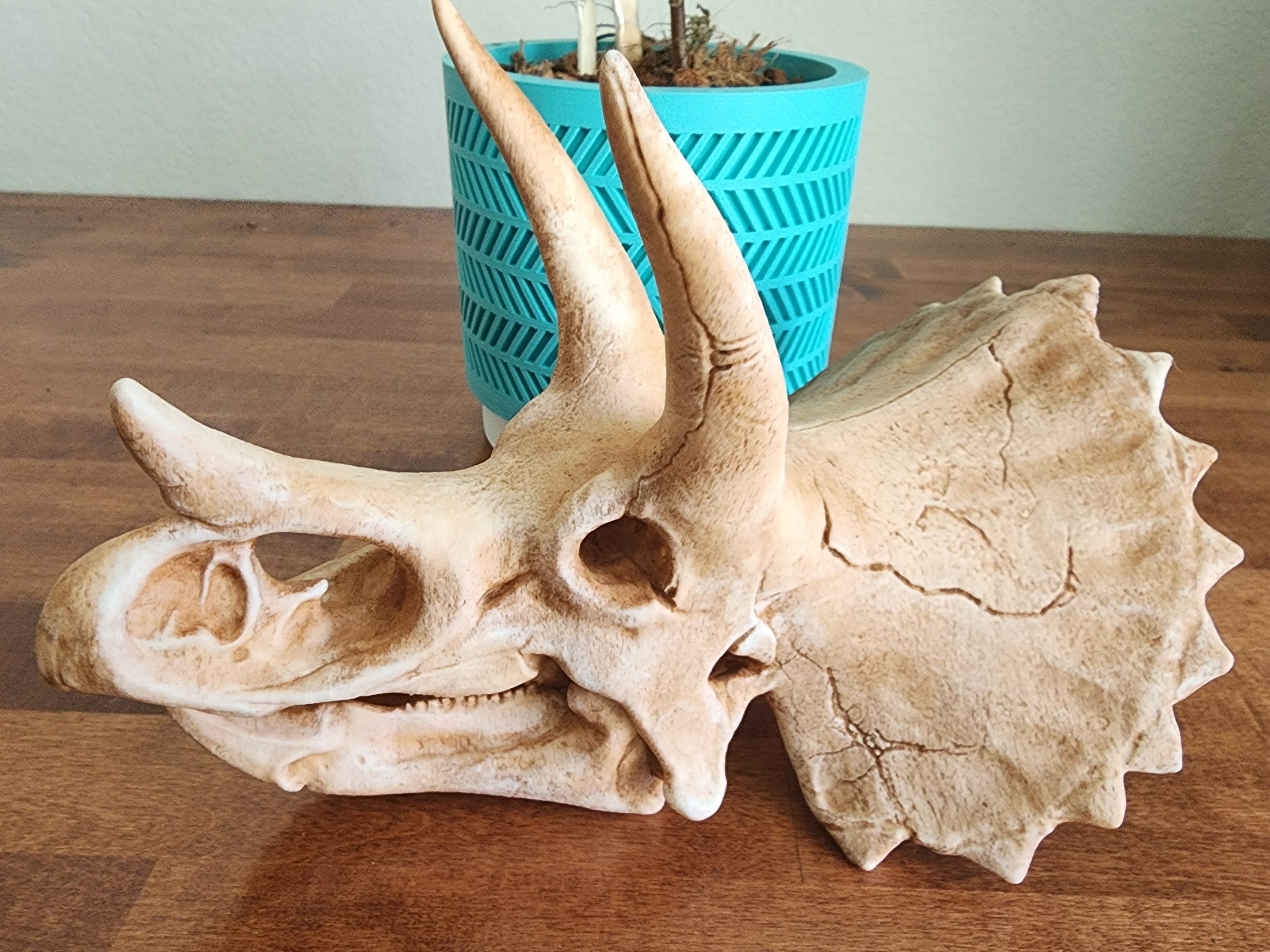 Buy triceratops skull sale
