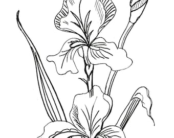 Desenho de linha de íris - uma impressão em tela