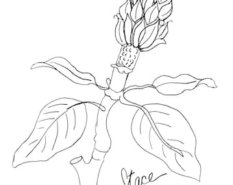 Desenho de linha Magnolia Bud - uma impressão em papel