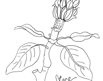 Desenho de linha Magnolia Bud - uma impressão em tela