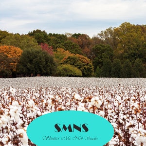 Cotton Field Digital Download Digital Background Digital Print