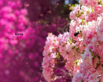 Azalea with Bee set of 2 Digital Download Digital Background Digital Print Flower Print